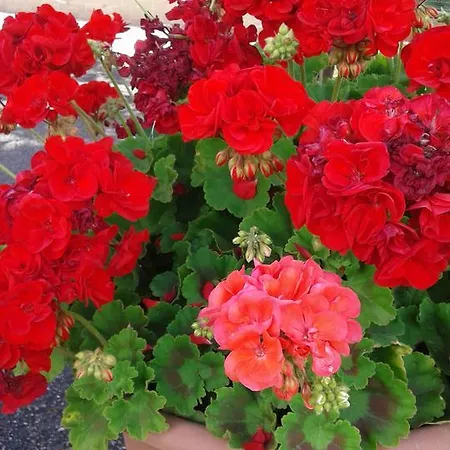 La Piaggia Bed & Breakfast 3*